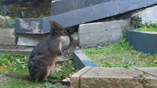 Tasmanian pademelon [upl. by Ensign642]