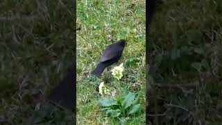 Common Blackbird bird ytshort shortsvideo shorts [upl. by Aerdnac]