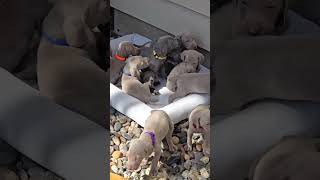 What are our Weimaraner puppies doing when we are not around asmr [upl. by Lantz]