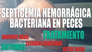 SEPTICEMIA HEMORRÁGICA BACTERIANA EN PECES PECES CON MANCHAS ROJAS [upl. by Reinal596]