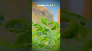 🇮🇳🍀Farming reels ❤️instareels instagood youtubereels khetibadilife villagelife farmerslife [upl. by Aitrop]