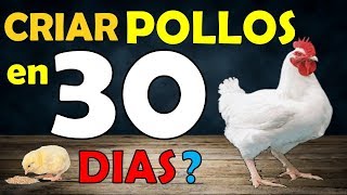 como criar POLLOS de engorde en 30 dias [upl. by Shien849]