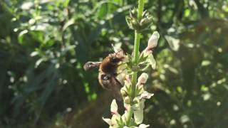 GartenWollbiene und andere Blütenbesucher [upl. by Sontich224]