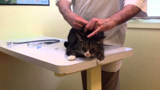 Angry cat at the vet [upl. by Yanaj]