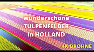 atemberaubende Tulpenfelder von oben  Niederlande  2022  drone shots [upl. by Stephen635]