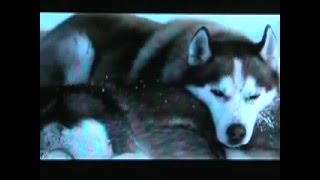 Tragic Dog Movies  Old Yeller Eight Below Red Fern [upl. by Lema]