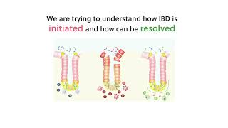 Villablanca lab Intro Studying the initiation and resolution of inflammatory bowel diseases IBD [upl. by Cazzie]