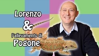 Pogona  il rettile chiamato anche quotdrago barbutoquot [upl. by Ativ]