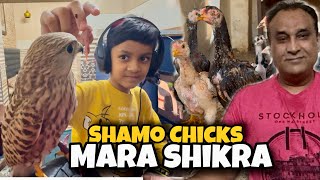 Shamo Chicks For Sale  Arham Nay Sher Khan ko Khana Khilaya [upl. by Auqinal938]