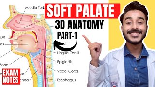 Soft Palate Anatomy 3D  muscles of soft palate anatomy  anatomy of soft palate muscles [upl. by Rehpinej]