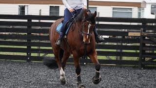 Horse Riding WALK TROT CANTER Horseriding [upl. by Downey]