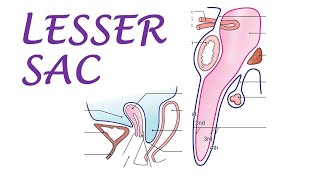 Chp18  Lesser Sac  Omental Bursa  BDC Vol2  Abdominal Cavity  Dr Asif Lectures [upl. by Eisinger]