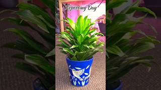 Repotting Dracaena Janet Craig  Home Garden [upl. by Miranda54]