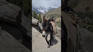 Worlds First Deluxe transport to Nangaparbat Basecamp public transport nanganoob gilgitvalley [upl. by Nohsyar]