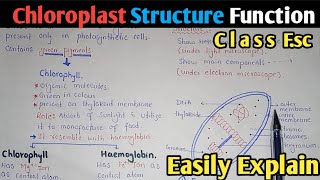 Chloroplast Structure And Functions  Stroma  Class 11 Biology [upl. by Steinman]