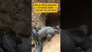 Biawak vs ular alamliar vidio fyp [upl. by Eugen]