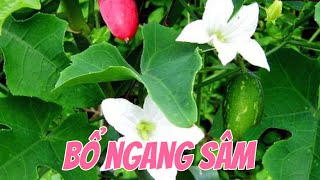 EP 100  Loại rau dại không trồngchẳng châm mà mọc xanh tốt bổ ngang sâm [upl. by Akemehc]