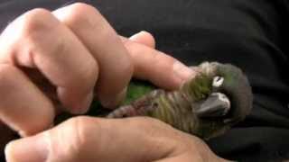 Green Cheek Conure Parrot  What they are like  Baby GCC [upl. by Eneli]