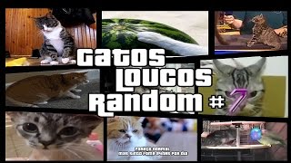 Gatos engraçados e Loucos Random 7  Funny and Crazy Cats [upl. by Svensen]