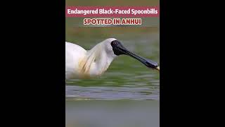 Endangered BlackFaced Spoonbills spotted in Anhuifyp fypシ china environmentanimal [upl. by Anileda]