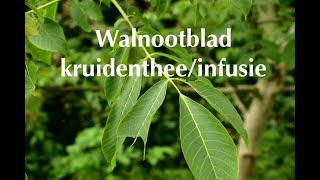 Walnootblad kruidentheeinfusie [upl. by Deedee]