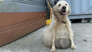 Owner Forced Her To Protect The Factory Her Belly Was Bulging Containing Tens Of Liters Of Liquid [upl. by Garmaise]