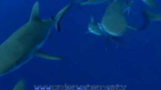 Shark TV  shark attack part 2 [upl. by Wiburg]