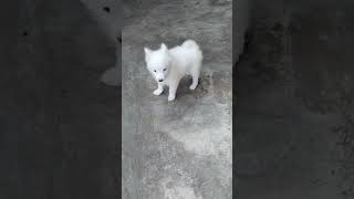 German Spitz puppy7002784689 call whatsapp all over northeast deliverykokrajhar doglover [upl. by Irrehs]