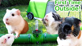 Guinea Pigs Go Outside For First Time in Life [upl. by Croydon]