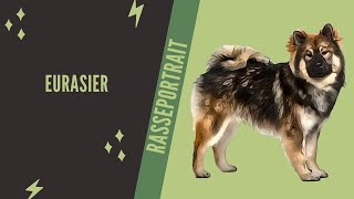 Eurasier  Video Rasseportrait [upl. by Dido419]