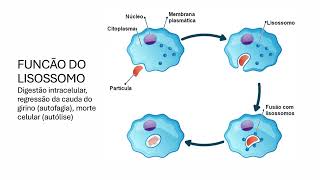 LISOSSOMOS E PEROXISSOMOS [upl. by Blanchette998]