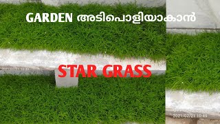 HEMIGRAPHIS REPANDAGARDEN അടിപൊളിയാകാൻ STAR GRASS നടൂ BORDER GRASS ☘️☘️☘️ [upl. by Bartlet952]