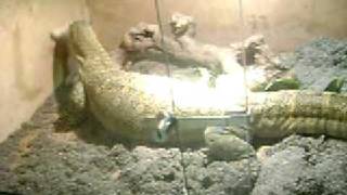 6 FOOT PET LIZARD EATS LIVE BUNNY clip 3 [upl. by Lleynad140]