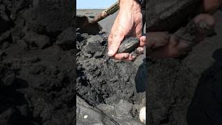 Digging For Clams PNW Oregon clamming [upl. by Amaso]