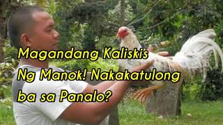 Sabong Tips Magandang Kaliskis Ng Manok Nakakatulong ba sa Panalo [upl. by Tallie]