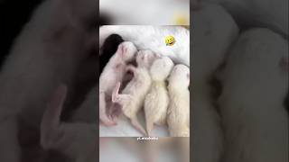 Kittens fight while feeding⁉️cute cuteanimals kitten cats [upl. by Kreiker14]