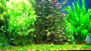 Planted Discus Aquarium Update [upl. by Twitt]