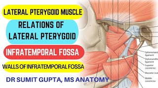 LATERAL PTERYGOID MUSCLE  INFRATEMPORAL FOSSA  Anatomy [upl. by Zap]