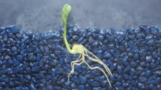 Time Lapse of Pea Shoot  Root Growth [upl. by Anen969]