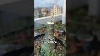 Adenium grafting with super glue  adeniumobesum grafting viralvideo viralshorts viralreels [upl. by Jona]