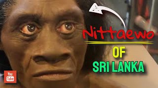 Nittaewo of Sri Lanka 2019  Myth or Fact [upl. by Niatirb]