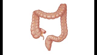 Large Intestine 5 Parts [upl. by Suitangi]