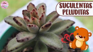 15 SUCULENTAS PELUDAS TAN BONITAS COMO UN OSITO DE PELUCHE │Candy Bu [upl. by Laohcin260]