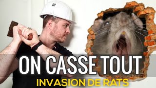 Invasion de rats dans une maison  MAXI DÉGÂTS [upl. by Hamimej245]