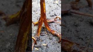 tamarind bonsai making unique process bonsai peepal plant ficus banyan [upl. by Eirruc]