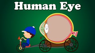 Human Eye  aumsum kids science education children [upl. by High322]