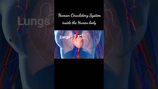 Human Circulatory System heart bloodcirculation circulatorysystem heartbeat humanbodysystem [upl. by Enimisaj]