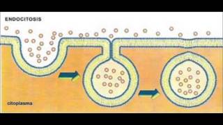 Movimiento Membrana Plasmatica Endocitosis y Exocitosis [upl. by Demona921]