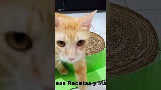 Rascador para gatos casero con cartón [upl. by Arlette]