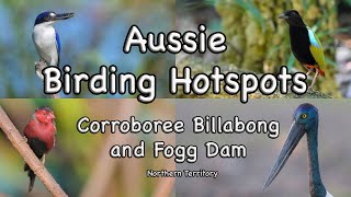 Aussie Birding Hotspots  Corroboree Billabong and Fogg Dam [upl. by Gibbons]